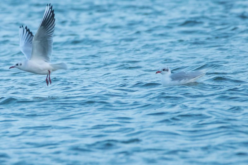 Mouettes mélanocéphale et rieuse